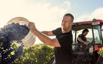 Andrew Duff – Briar Ridge Vineyard