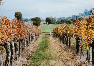 Burnbrae Vineyard and Cellar Door
