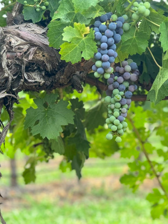 Pieter Van Gent Winery & Vineyard