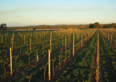 TOPPER’S MOUNTAIN WINES