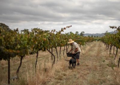 Heslop Wines