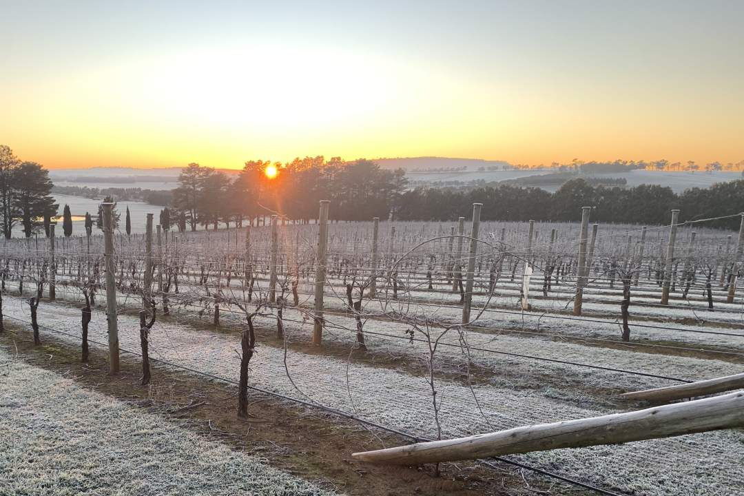 Savannah Estate Savannah