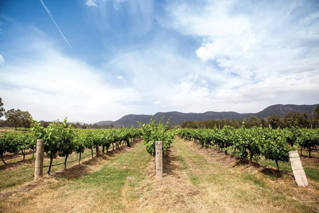 vines Thomas Wines